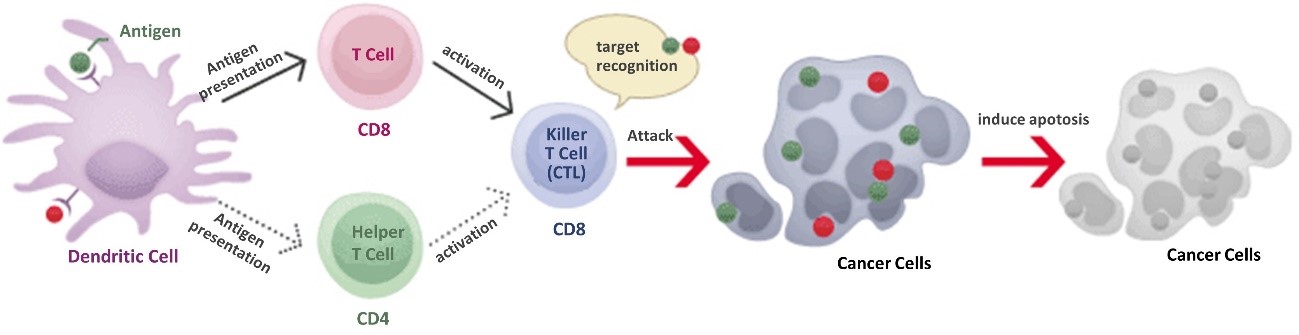 Multivalent Dendritic Cell Vaccine Tokyo Cancer Clinic