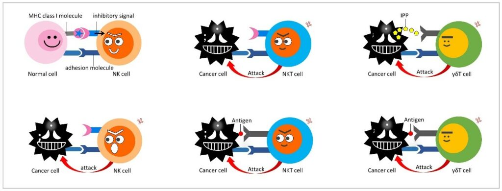 Nk 1.1+ Nkt Cell