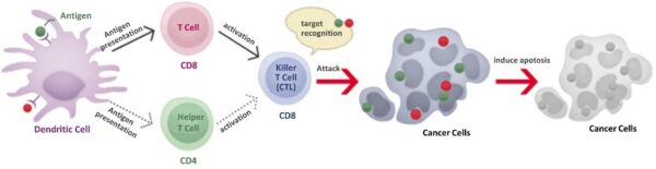 Multivalent Dendritic Cell Vaccine ｜ Tokyo Cancer Clinic